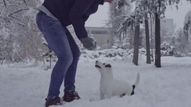 Jack ile oynuyor adam russell terrier köpek kar köpek yavrusu mutlu neşeli 