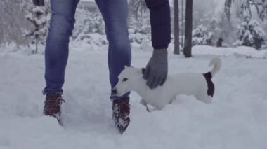 Jack ile oynuyor adam russell terrier köpek kar köpek yavrusu mutlu neşeli 