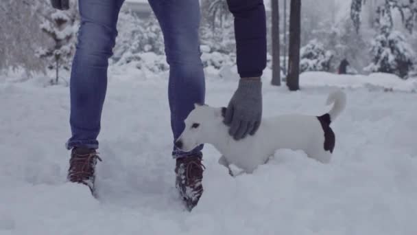 Man Spelen Met Jack Russell Terrier Hond Sneeuw Pup Gelukkig — Stockvideo