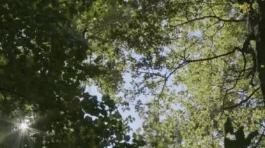 Yalak yaprakları orman yeşil ağaçlar yaz sabah parkta güneş fişekleri