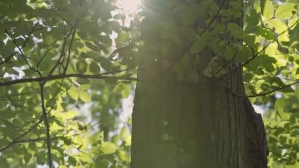 太阳耀斑槽树叶在森林绿树夏季早晨公园 — 图库视频影像