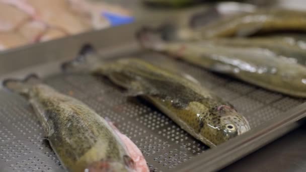 Резка Рыбы Подготовка Профессиональной Кухни — стоковое видео