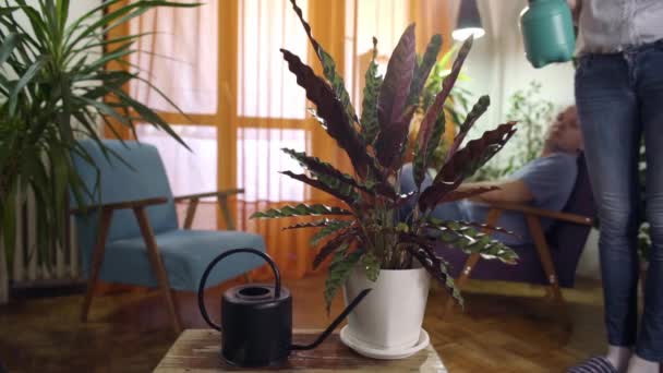 Jeune Femme Pulvérisation Eau Sur Plante Dans Maison Moderne Homme — Video