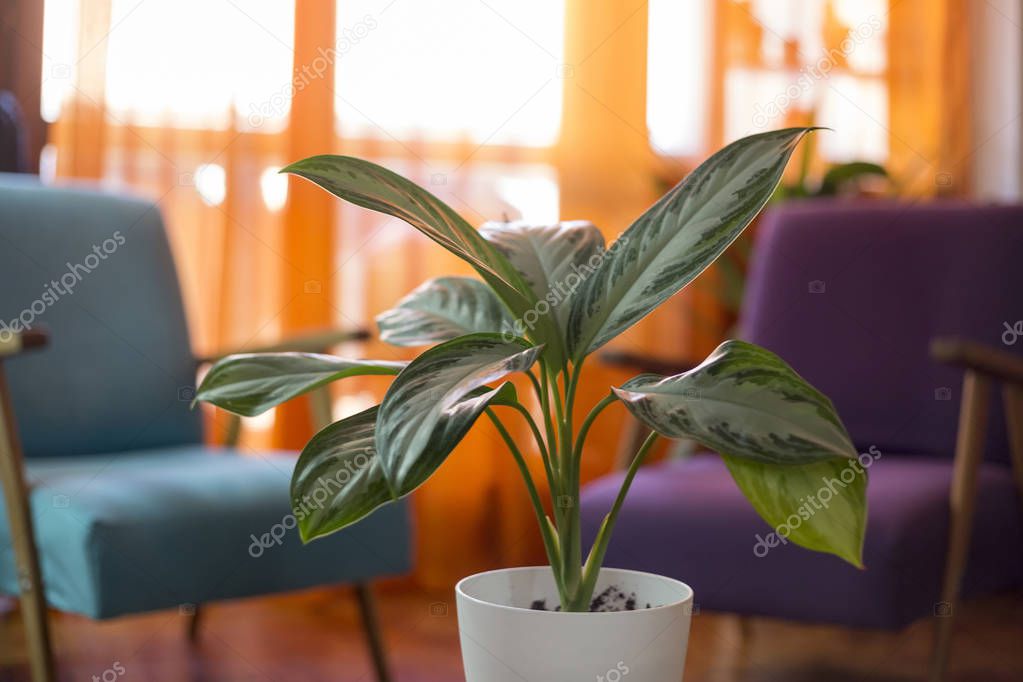 plant in modern home