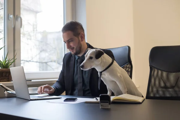 laptop notebook kağıtları telefon ile pencere siyah masasının bir kravat köpek yanında oturan ofiste çalışan mutlu işadamı jack russell terrier