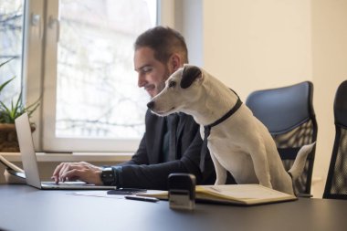 laptop notebook kağıtları telefon ile pencere siyah masasının bir kravat köpek yanında oturan ofiste çalışan mutlu işadamı jack russell terrier