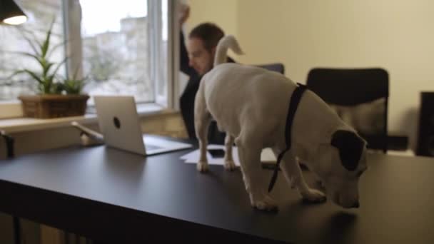 快乐的商人在办公室狗与领带走在桌子上的窗口黑色表与笔记本电脑文件电话插孔罗素狗执行公司 — 图库视频影像
