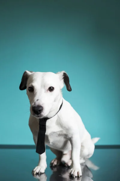 jack russell terrier business dog with a black tie on turquoise background