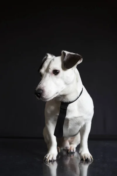 jack russell terrier business dog with a black tie on black background