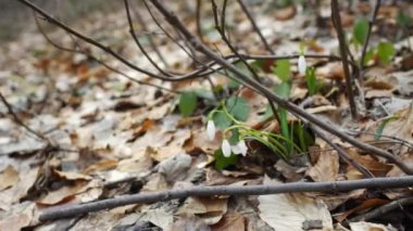 İlk bahar çiçekleri beyaz kardelen ormanda doğada. Güzel ilk yakın bahar çiçek içinde belgili tanımlık vahşi. Kardelen ormanda doğada