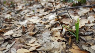 İlk bahar çiçekleri beyaz kardelen ormanda doğada. Güzel ilk yakın bahar çiçek içinde belgili tanımlık vahşi. Kardelen ormanda doğada