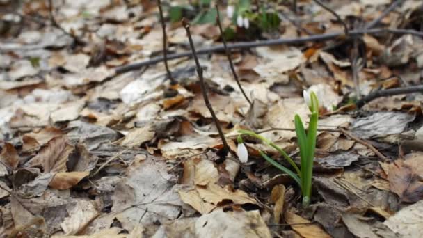 Primeiras Flores Primavera Gotas Neve Brancas Natureza Florestas Close Belas — Vídeo de Stock