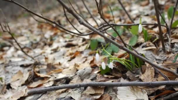 Primeiras Flores Primavera Gotas Neve Brancas Natureza Florestas Close Belas — Vídeo de Stock