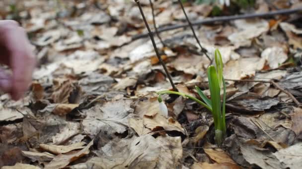 Збирання Перші Весняні Квіти Білі Проліски Природі Лісікрупним Планом Жіночі — стокове відео