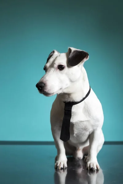 jack russell terrier business dog with a black tie on turquoise background