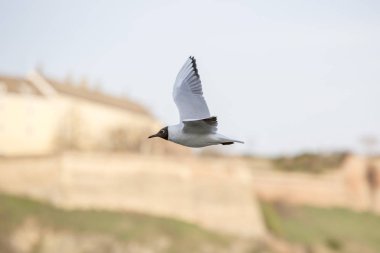 Tuna Nehri martı uçuş