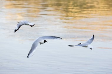 Nehir üzerinde uçan Danube Nehri martılar