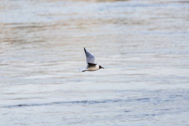 Tuna Nehri üzerinde uçan gün batımı martılar