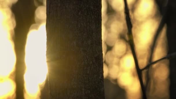 Красивые Вспышки Заката Через Ствол Дерева Парке — стоковое видео