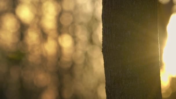 Όμορφο Ηλιοβασίλεμα Φωτοβολίδες Κορμό Δέντρου Στο Πάρκο — Αρχείο Βίντεο