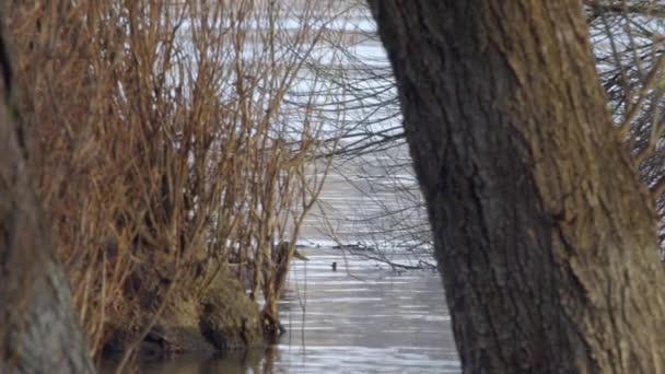 Lindos Patos Nadando Río Danubio — Vídeos de Stock