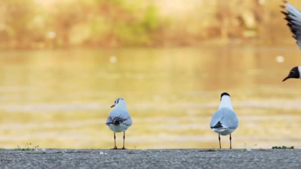 Rallentatore Dei Gabbiani Che Volano Muovono Lungo Riva Del Danubio — Video Stock