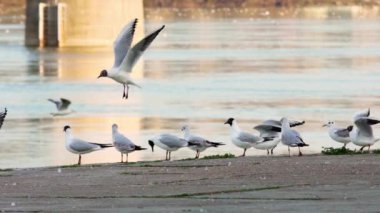 Tuna Nehri üzerinde sahil etrafında uçan ve hareketli Seagulls yavaş hareket.