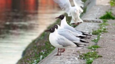 Martılar uçan ve Sunset Tuna Nehri üzerinde kıyı etrafında hareket yavaş hareket.