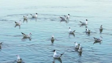 Tuna nehrinin yavaş hareket su üzerinde eğlenmek Seagulls.
