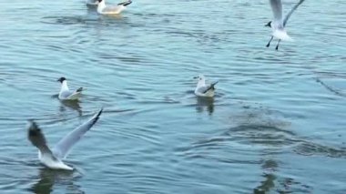Tuna nehrinin yavaş hareket su üzerinde eğlenmek Seagulls.