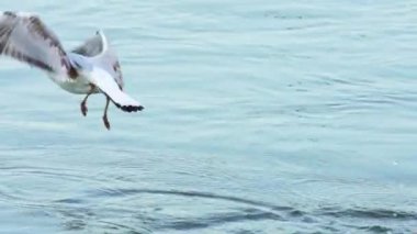 Tuna nehrinin yavaş hareket su üzerinde eğlenmek Seagulls.