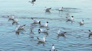 Tuna nehrinin yavaş hareket su üzerinde eğlenmek Seagulls.