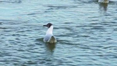 Tuna nehrinin yavaş hareket su üzerinde eğlenmek Seagulls.