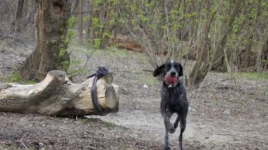 Av köpeği parkta çalışan ve topu yakalamak yavaş hareket. O yerden toz yükselterek.