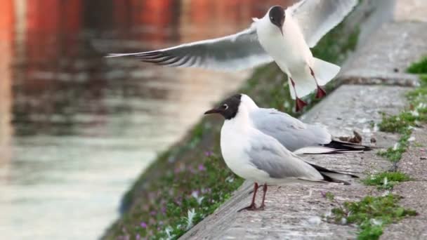 Lassított Seagulls Repülő Mozog Partvonal Duna Partján Naplementekor — Stock videók