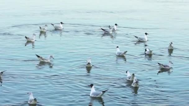 Movimiento Lento Del Río Danubio Las Gaviotas Divierten Agua — Vídeos de Stock