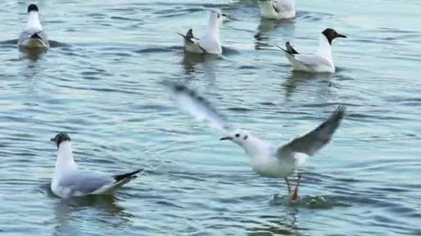 Slow Motion Van Donaurivier Meeuwen Plezier Het Water — Stockvideo