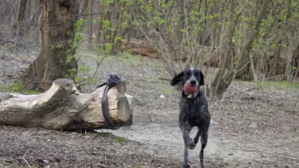 公園で走っている狩猟犬のスローモーションとボールをキャッチ 彼女は地面からほこりを上げている — ストック動画