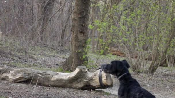 公園で走っている狩猟犬のスローモーションとボールをキャッチ 彼女は地面からほこりを上げている — ストック動画