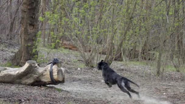 Mouvement lent du chien de chasse courant dans le parc et attrapant la balle. Elle soulève la poussière du sol .