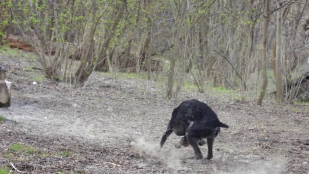 公園で走っている狩猟犬のスローモーションとボールをキャッチ 彼女は地面からほこりを上げている — ストック動画