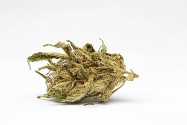 Close-up e recreativo médico CBD planta marijuana flor botão isolado no fundo branco . — Fotografia de Stock