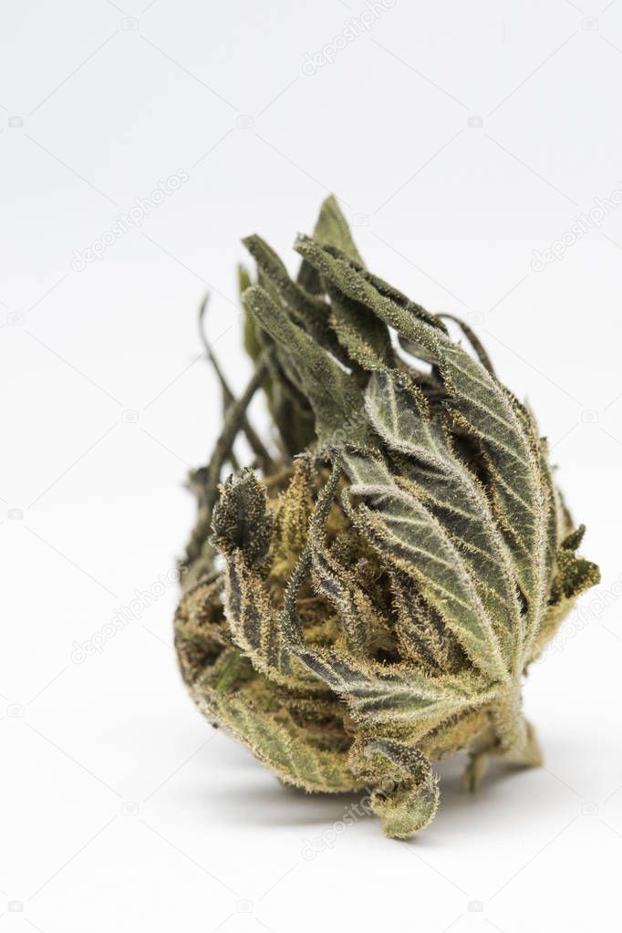 Close up of and recreational medical CBD plant marijuana flower bud isolated on white background.