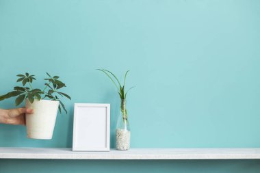 Resim çerçevesi mockup ile modern oda dekorasyonu. Su ve el schefflera aşağı koyarak örümcek bitki kesimleri ile pastel turkuaz duvara karşı beyaz raf.