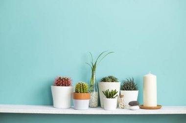 Modern oda dekorasyonu. Farklı tencerelerde çeşitli kaktüs ve etli bitkilerin koleksiyonu ile pastel turkuaz duvara karşı beyaz raf.