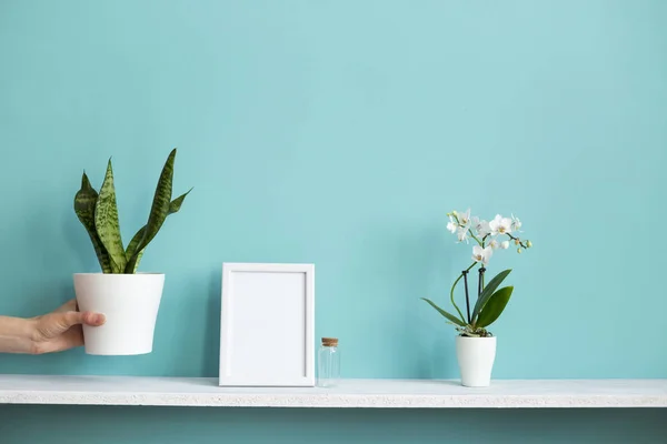 Moderna decoración de la habitación con marco de imagen maqueta. Estante blanco contra pared de color turquesa pastel con orquídea en maceta y planta de serpiente puesta a mano . — Foto de Stock