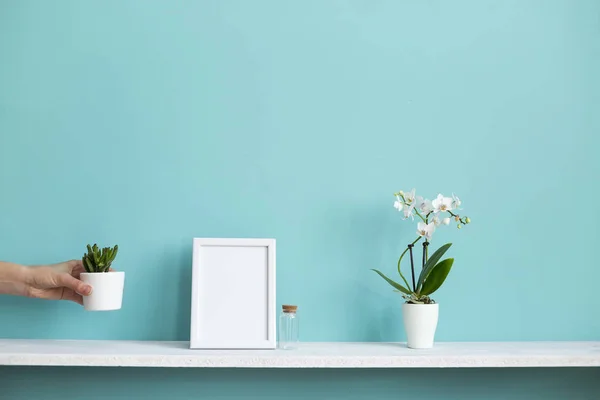 Moderna decoración de la habitación con marco de imagen maqueta. Estante blanco contra pared de color turquesa pastel con orquídea en maceta y planta suculenta a mano . — Foto de Stock