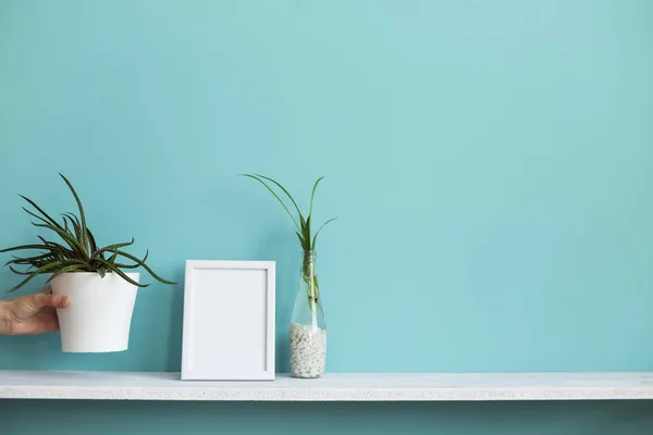 Moderna decoración de la habitación con marco de imagen maqueta. Estante blanco contra pared de color turquesa pastel con esquejes de plantas de araña en agua y mano suculenta . — Foto de Stock