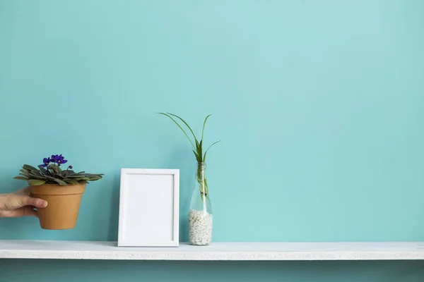 Moderna decoración de la habitación con marco de imagen maqueta. Estante blanco contra pared de color turquesa pastel con esquejes de plantas de araña en agua y mano poniendo violeta . — Foto de Stock