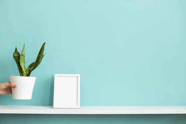 Moderna decoración de la habitación con marco de imagen maqueta. Estante blanco contra la pared de color turquesa pastel con la mano poniendo planta de serpiente maceta . — Foto de Stock